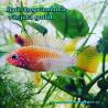 Apistogramma viejita gold (pareja)