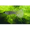 Guppy leopard amarillo macho