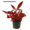 Alternanthera 