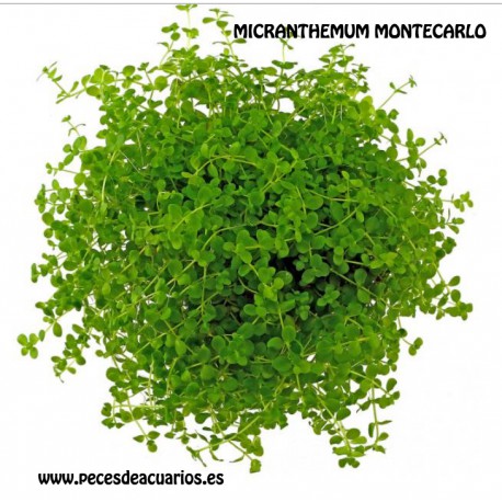 planta Micranthemum montecarlo