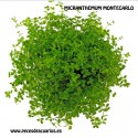 planta Micranthemum montecarlo