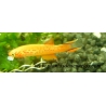 Aphyosemion australe (pareja)
