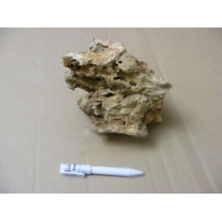 Roca cíclidos 1