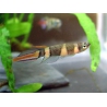 KILLI EPIPLATYS ANNULATUS