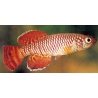 NOTOBRANCHIUS KORTHAUSE RED(pareja)
