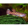 APHYOSEMION MARMORATUM (pareja)