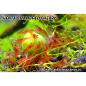 Neocaridina heteropoda Red cherry