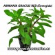 Ammania gracilis red
