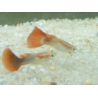 Guppy macho