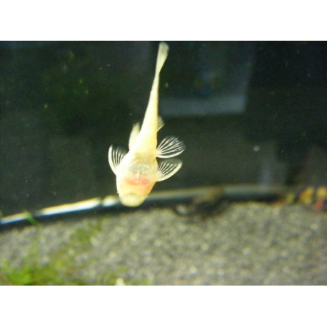 Ancistrus albino 3 cm